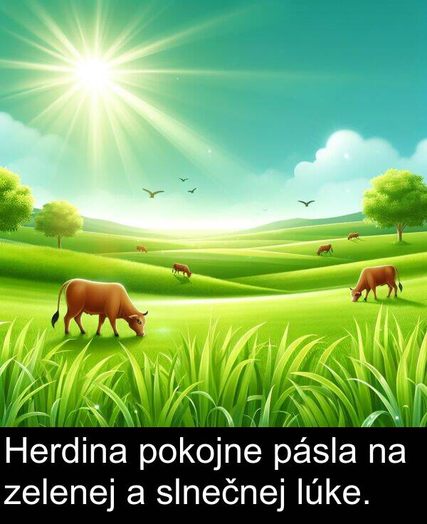 slnečnej: Herdina pokojne pásla na zelenej a slnečnej lúke.