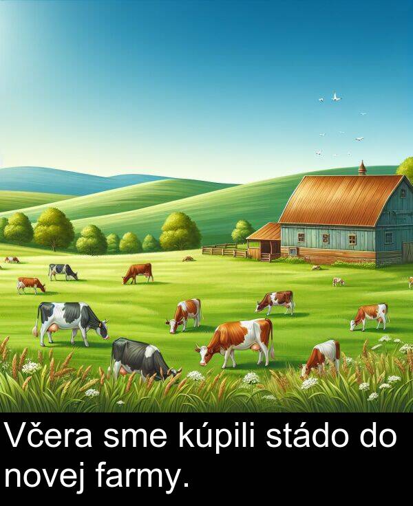 farmy: Včera sme kúpili stádo do novej farmy.