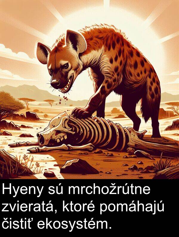 čistiť: Hyeny sú mrchožrútne zvieratá, ktoré pomáhajú čistiť ekosystém.