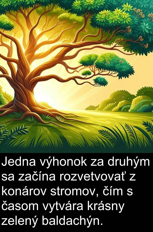 druhým: Jedna výhonok za druhým sa začína rozvetvovať z konárov stromov, čím s časom vytvára krásny zelený baldachýn.