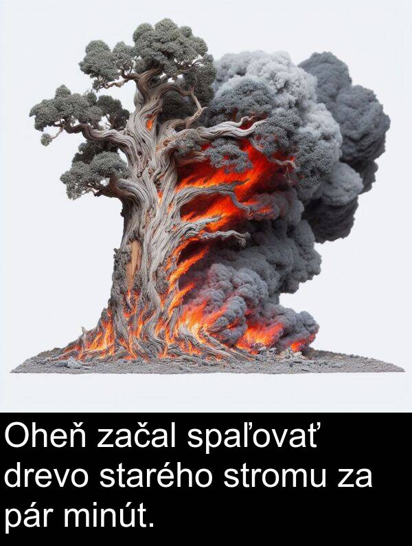 pár: Oheň začal spaľovať drevo starého stromu za pár minút.