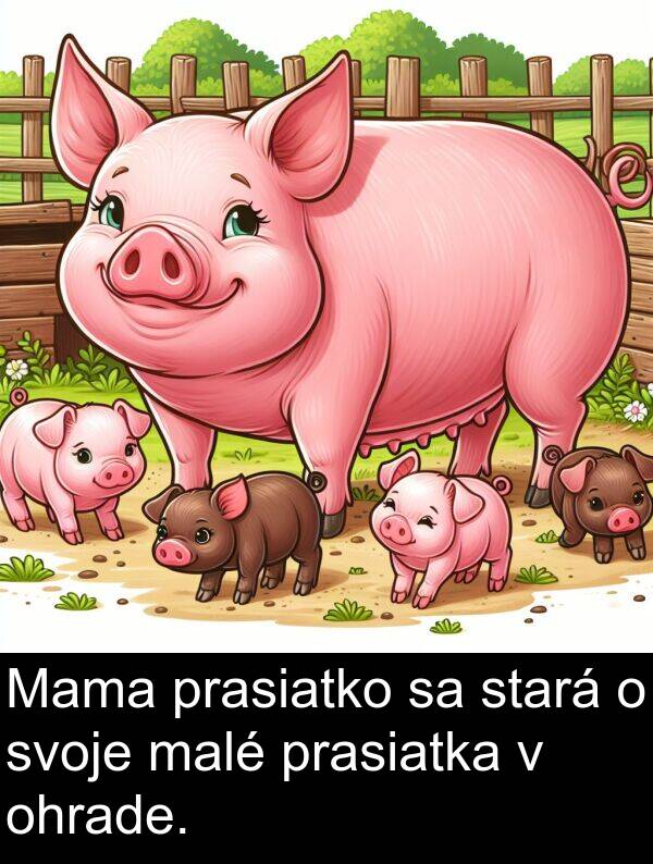 ohrade: Mama prasiatko sa stará o svoje malé prasiatka v ohrade.
