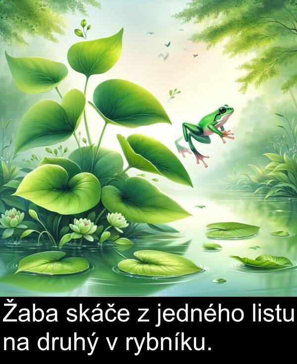 rybníku: Žaba skáče z jedného listu na druhý v rybníku.