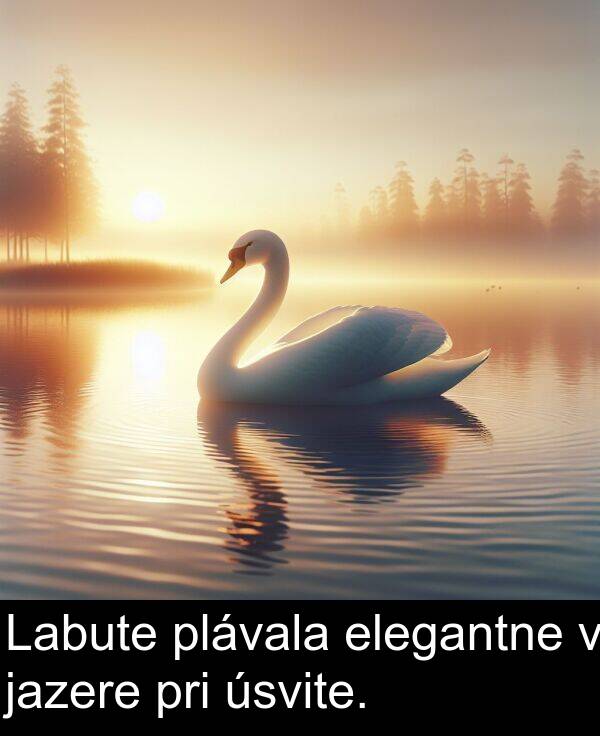 jazere: Labute plávala elegantne v jazere pri úsvite.