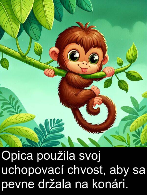 chvost: Opica použila svoj uchopovací chvost, aby sa pevne držala na konári.