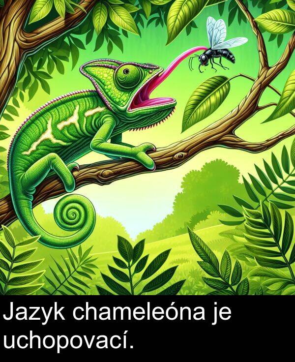 chameleóna: Jazyk chameleóna je uchopovací.