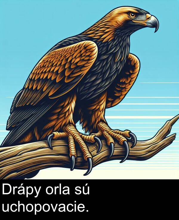 orla: Drápy orla sú uchopovacie.
