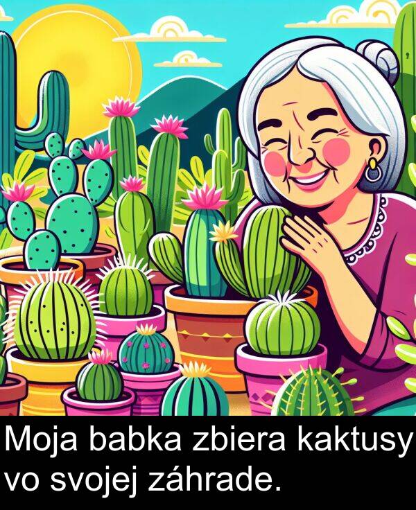 kaktusy: Moja babka zbiera kaktusy vo svojej záhrade.