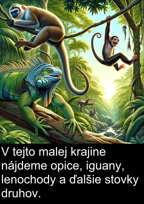 iguany: V tejto malej krajine nájdeme opice, iguany, lenochody a ďalšie stovky druhov.