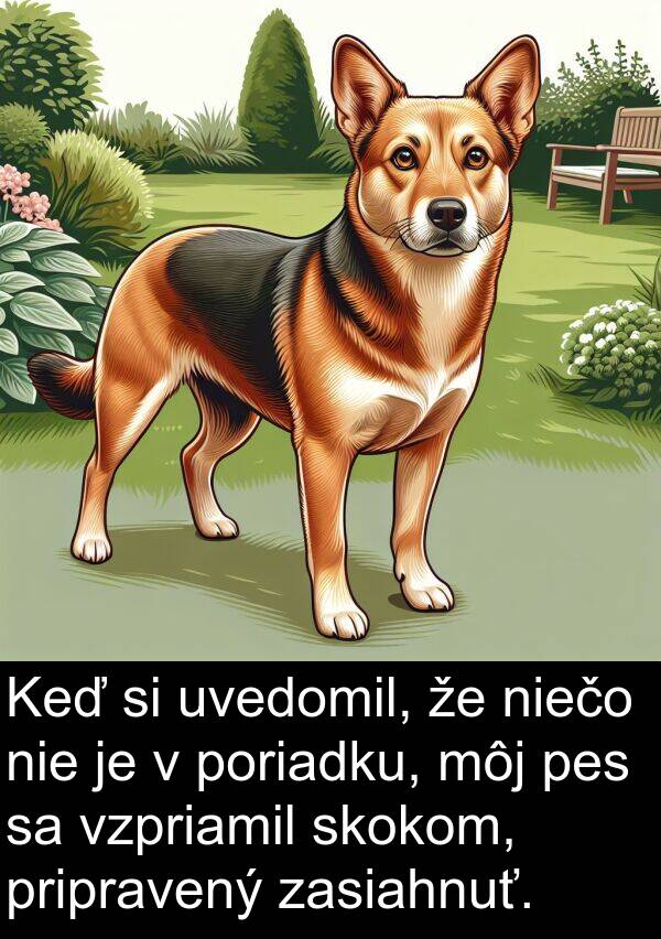 nie: Keď si uvedomil, že niečo nie je v poriadku, môj pes sa vzpriamil skokom, pripravený zasiahnuť.