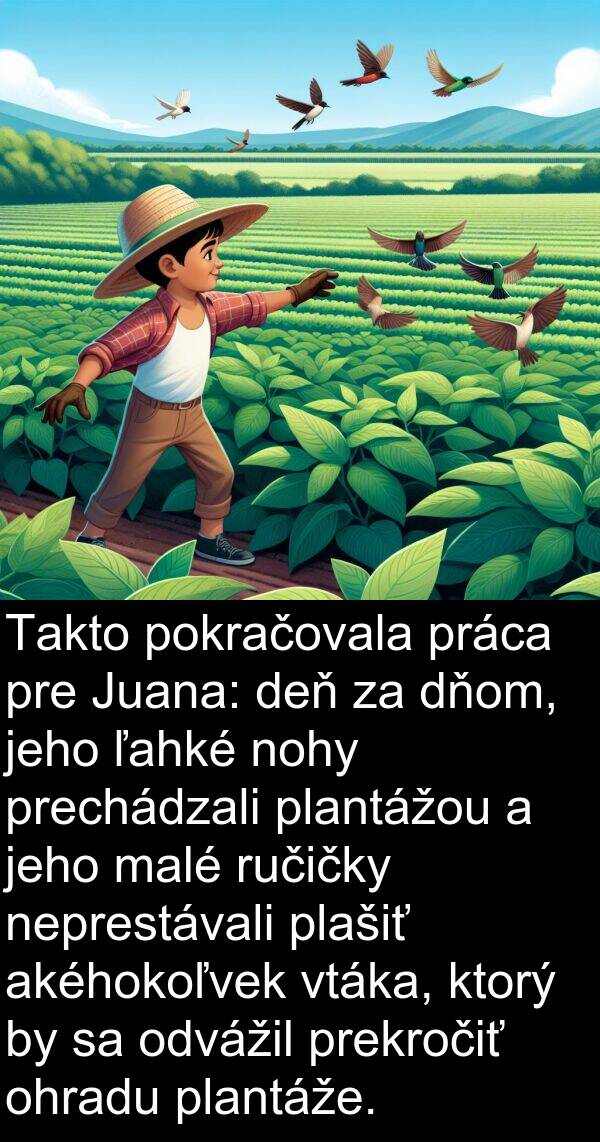 ľahké: Takto pokračovala práca pre Juana: deň za dňom, jeho ľahké nohy prechádzali plantážou a jeho malé ručičky neprestávali plašiť akéhokoľvek vtáka, ktorý by sa odvážil prekročiť ohradu plantáže.