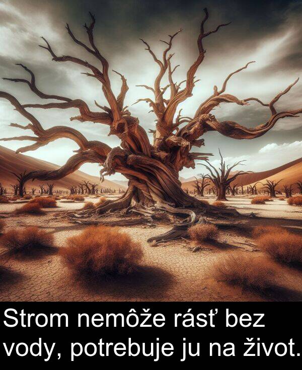 vody: Strom nemôže rásť bez vody, potrebuje ju na život.