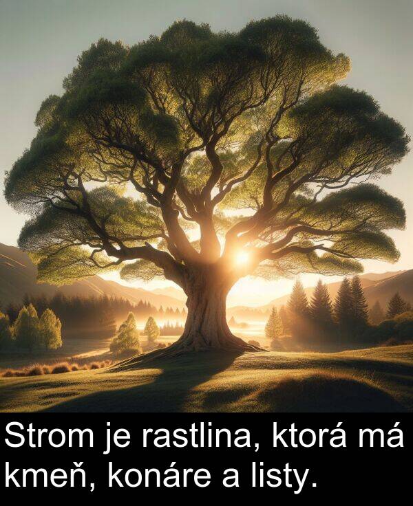 rastlina: Strom je rastlina, ktorá má kmeň, konáre a listy.