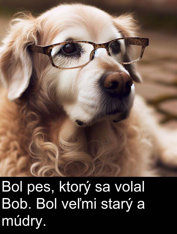 volal: Bol pes, ktorý sa volal Bob. Bol veľmi starý a múdry.
