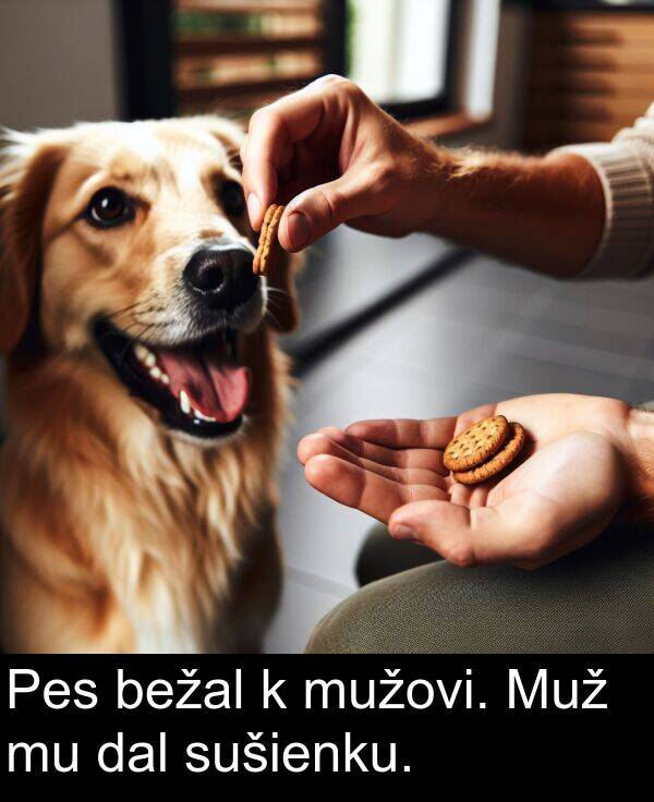 mužovi: Pes bežal k mužovi. Muž mu dal sušienku.