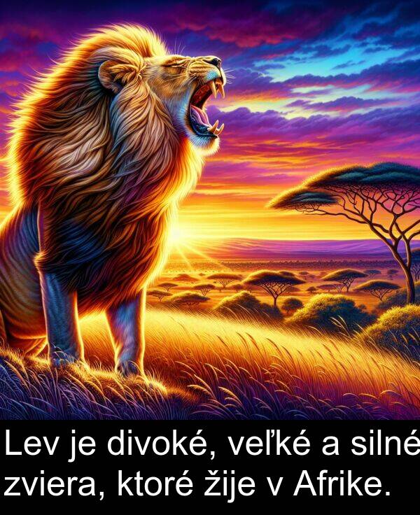 silné: Lev je divoké, veľké a silné zviera, ktoré žije v Afrike.