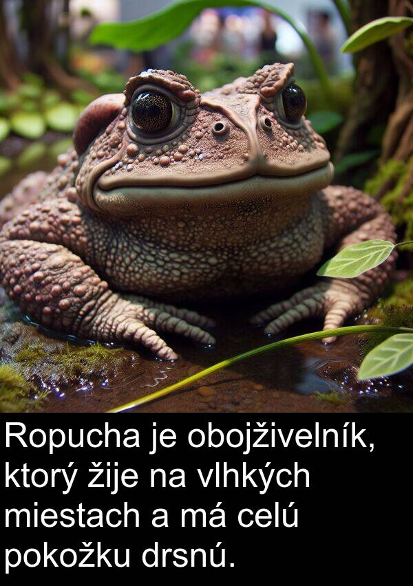 vlhkých: Ropucha je obojživelník, ktorý žije na vlhkých miestach a má celú pokožku drsnú.