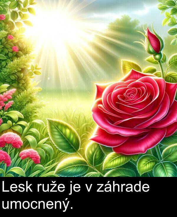 záhrade: Lesk ruže je v záhrade umocnený.