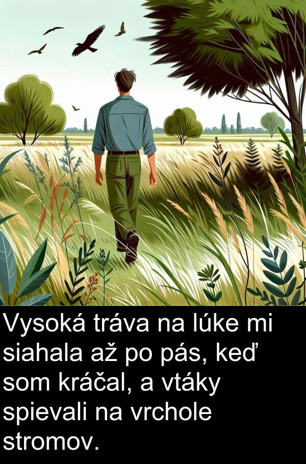 vrchole: Vysoká tráva na lúke mi siahala až po pás, keď som kráčal, a vtáky spievali na vrchole stromov.