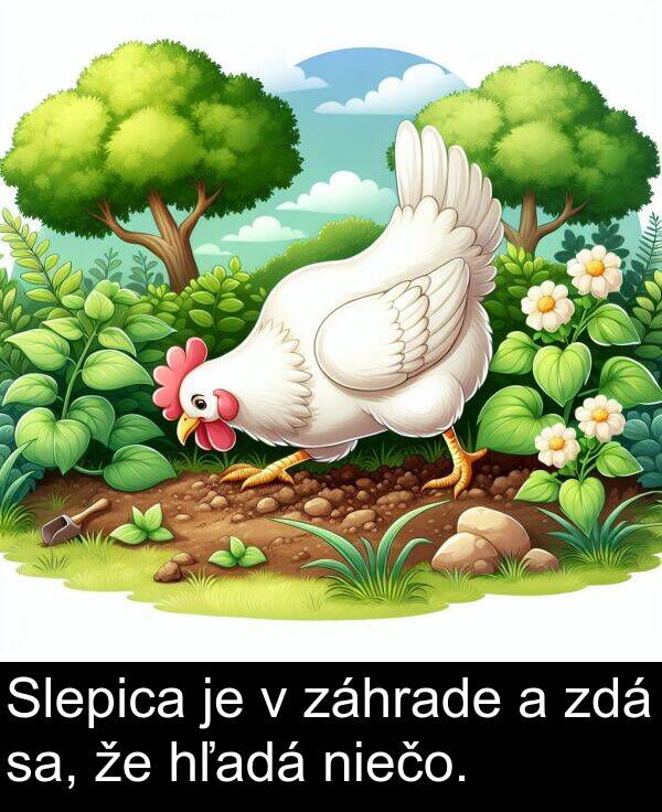 sa: Slepica je v záhrade a zdá sa, že hľadá niečo.