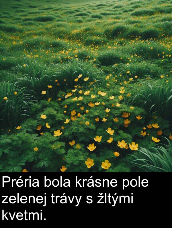 zelenej: Préria bola krásne pole zelenej trávy s žltými kvetmi.