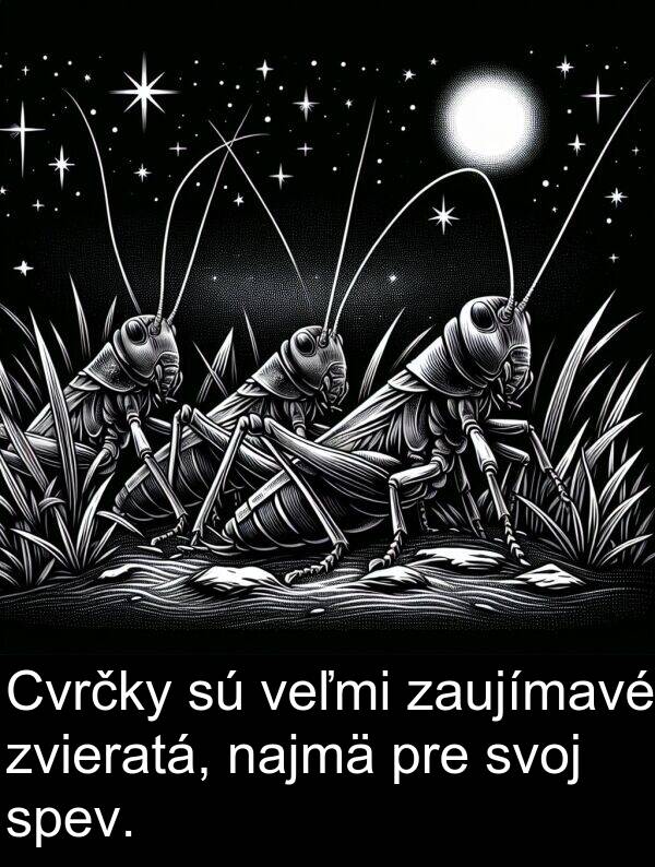 zaujímavé: Cvrčky sú veľmi zaujímavé zvieratá, najmä pre svoj spev.