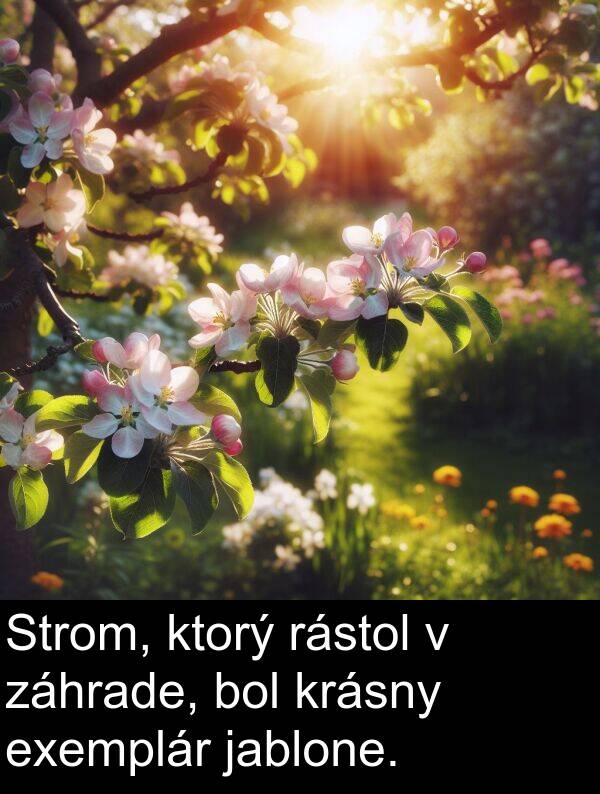 rástol: Strom, ktorý rástol v záhrade, bol krásny exemplár jablone.