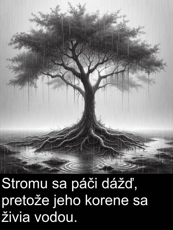 vodou: Stromu sa páči dážď, pretože jeho korene sa živia vodou.