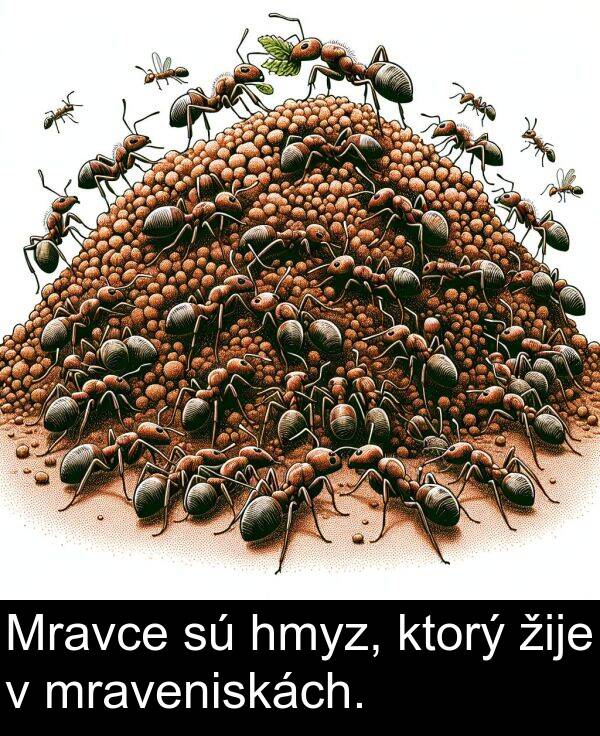 ktorý: Mravce sú hmyz, ktorý žije v mraveniskách.