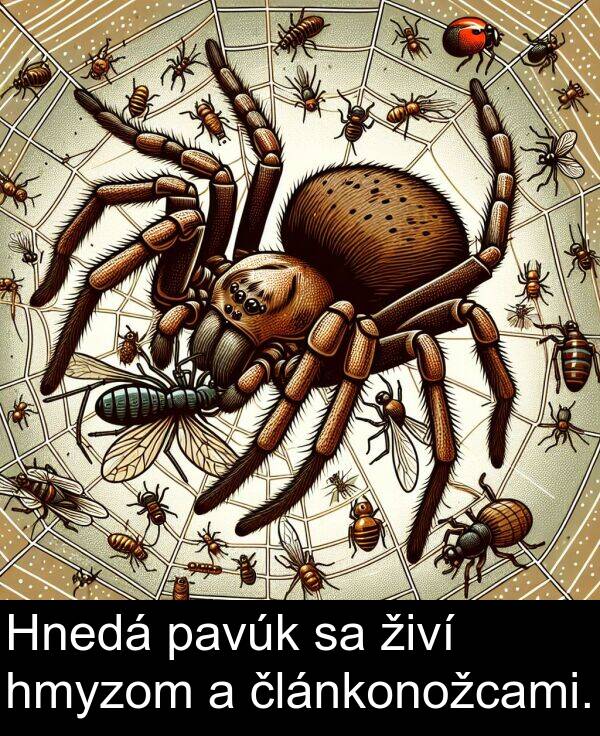 hmyzom: Hnedá pavúk sa živí hmyzom a článkonožcami.