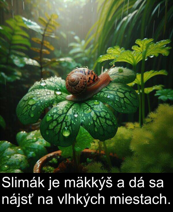 vlhkých: Slimák je mäkkýš a dá sa nájsť na vlhkých miestach.