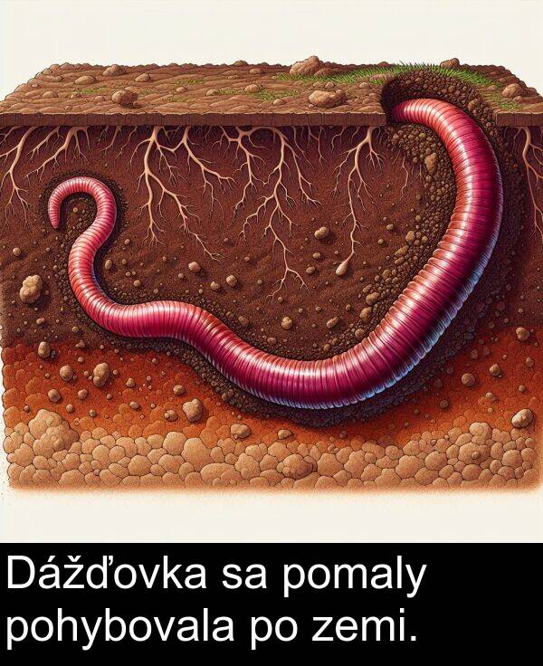 zemi: Dážďovka sa pomaly pohybovala po zemi.
