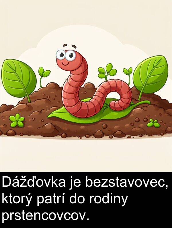 rodiny: Dážďovka je bezstavovec, ktorý patrí do rodiny prstencovcov.