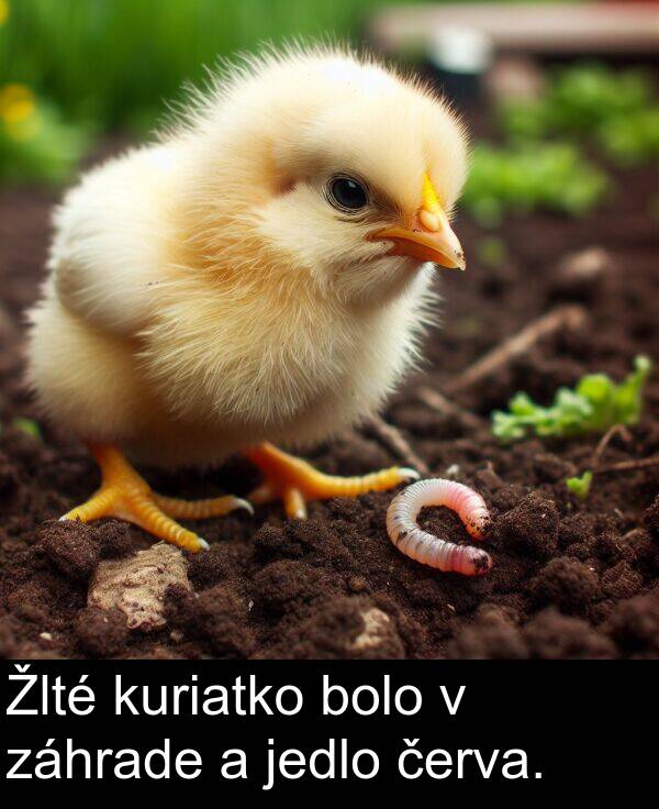 jedlo: Žlté kuriatko bolo v záhrade a jedlo červa.