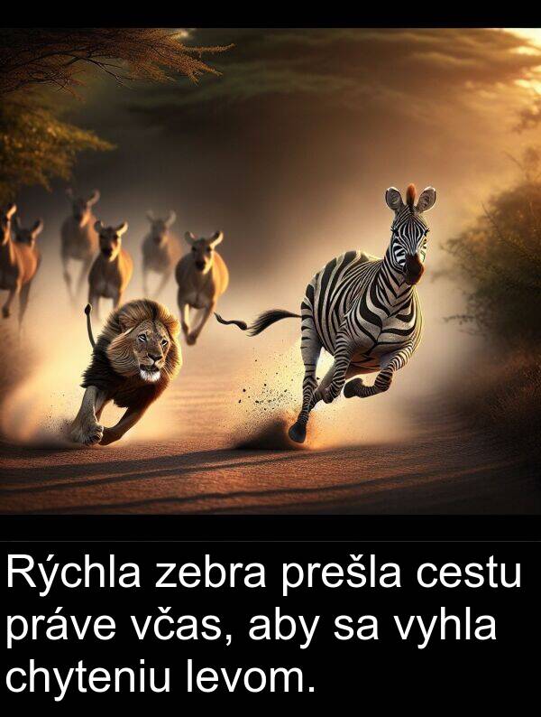 včas: Rýchla zebra prešla cestu práve včas, aby sa vyhla chyteniu levom.