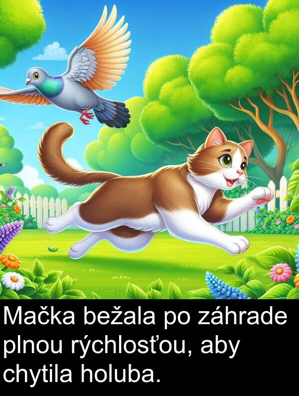 rýchlosťou: Mačka bežala po záhrade plnou rýchlosťou, aby chytila holuba.