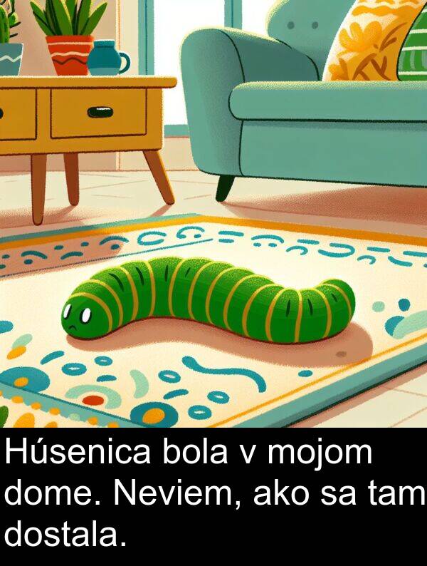 mojom: Húsenica bola v mojom dome. Neviem, ako sa tam dostala.