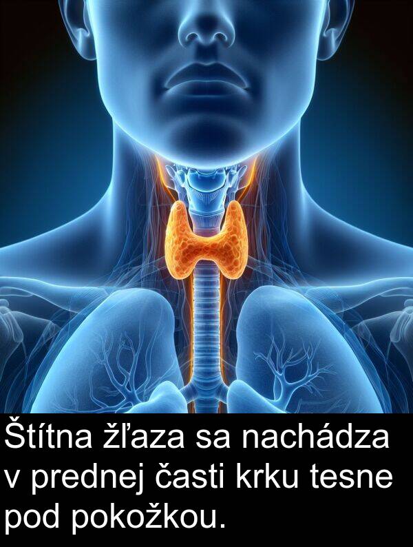 časti: Štítna žľaza sa nachádza v prednej časti krku tesne pod pokožkou.