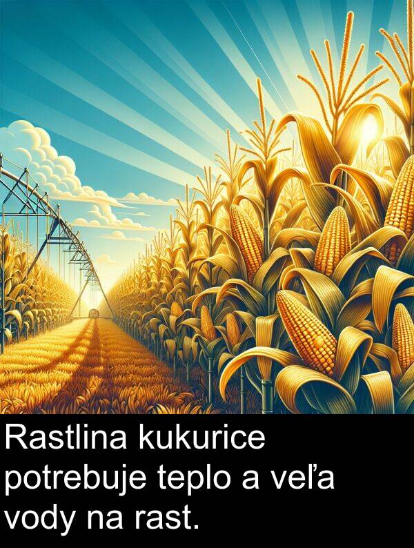 vody: Rastlina kukurice potrebuje teplo a veľa vody na rast.
