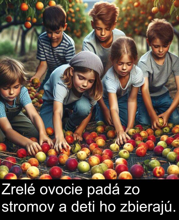 zbierajú: Zrelé ovocie padá zo stromov a deti ho zbierajú.