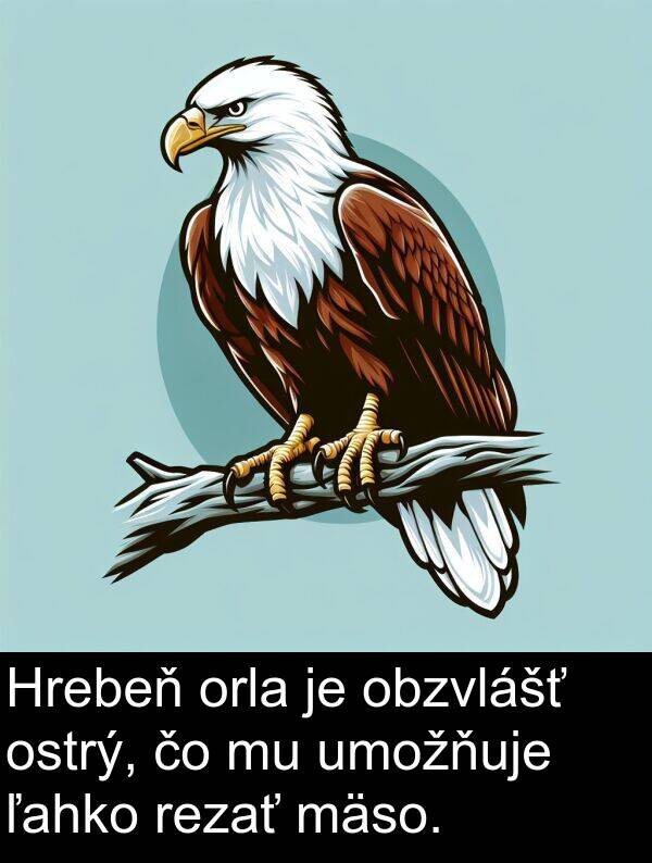 ľahko: Hrebeň orla je obzvlášť ostrý, čo mu umožňuje ľahko rezať mäso.