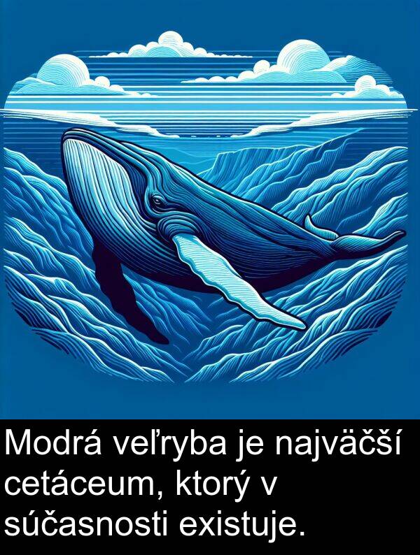 veľryba: Modrá veľryba je najväčší cetáceum, ktorý v súčasnosti existuje.