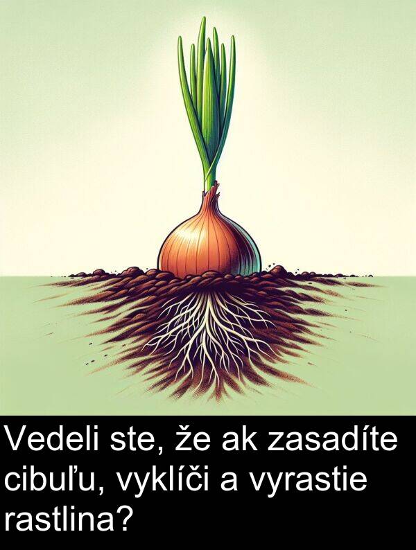 vyrastie: Vedeli ste, že ak zasadíte cibuľu, vyklíči a vyrastie rastlina?