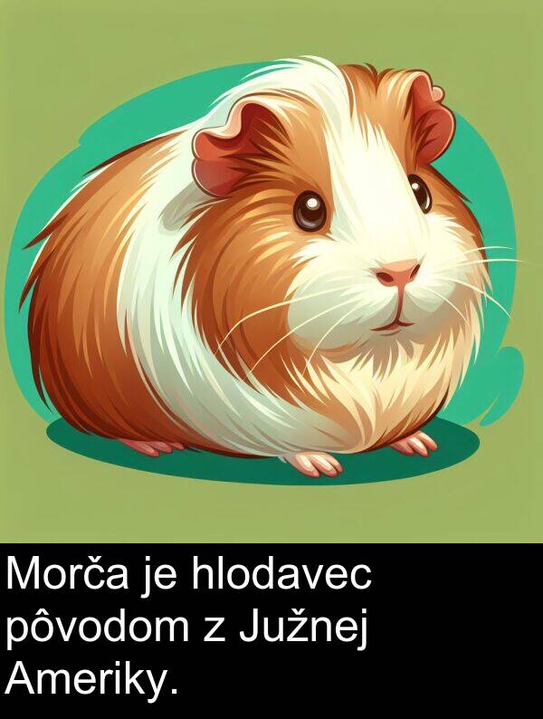 hlodavec: Morča je hlodavec pôvodom z Južnej Ameriky.