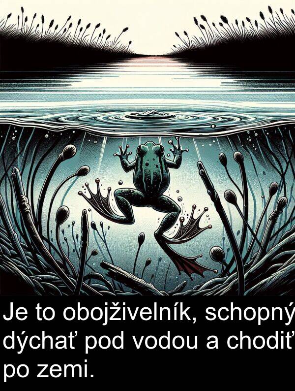 dýchať: Je to obojživelník, schopný dýchať pod vodou a chodiť po zemi.