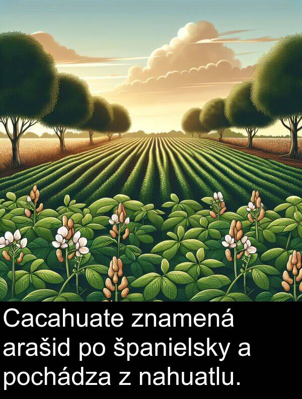 španielsky: Cacahuate znamená arašid po španielsky a pochádza z nahuatlu.