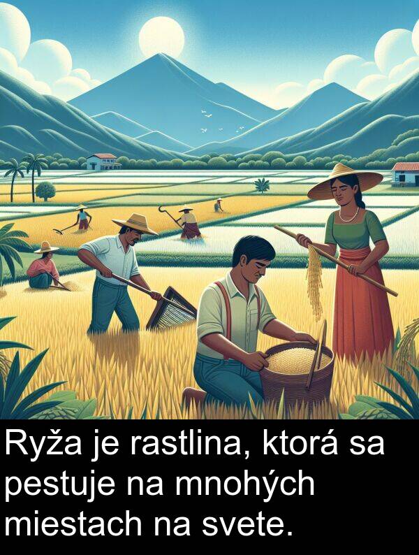 svete: Ryža je rastlina, ktorá sa pestuje na mnohých miestach na svete.