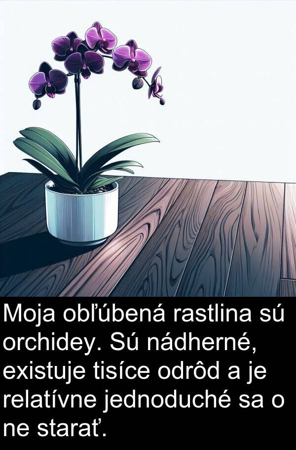 rastlina: Moja obľúbená rastlina sú orchidey. Sú nádherné, existuje tisíce odrôd a je relatívne jednoduché sa o ne starať.
