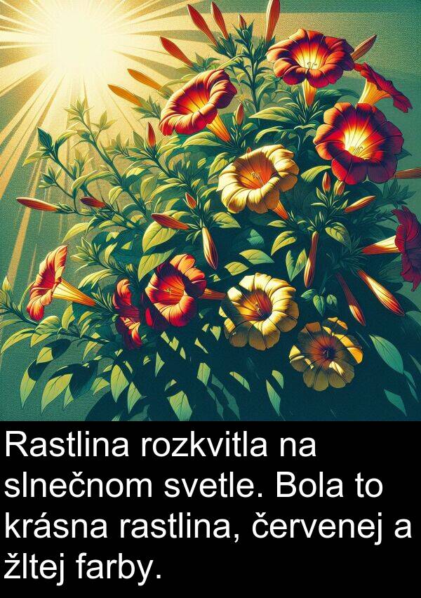 farby: Rastlina rozkvitla na slnečnom svetle. Bola to krásna rastlina, červenej a žltej farby.
