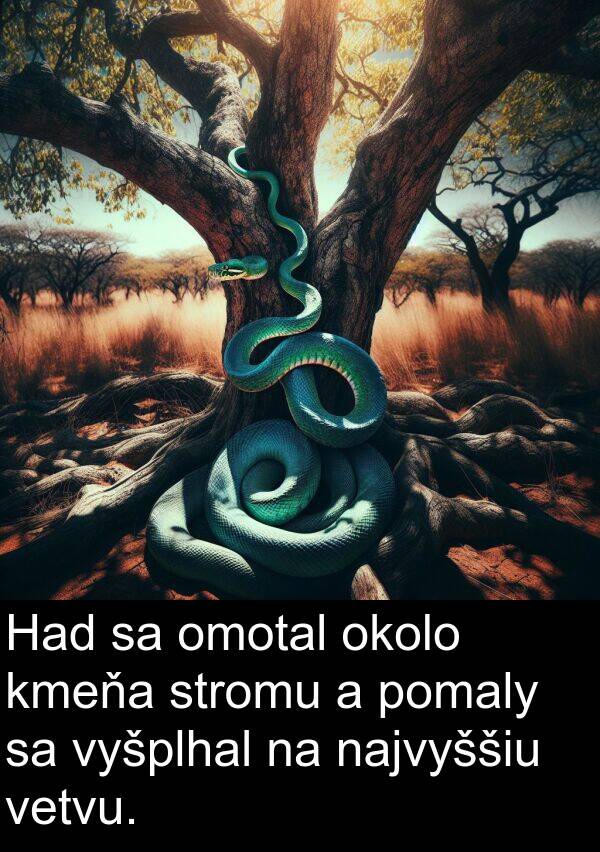 vyšplhal: Had sa omotal okolo kmeňa stromu a pomaly sa vyšplhal na najvyššiu vetvu.